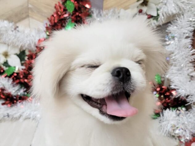 高知県のペキニーズ (ワンキャラット アミーゴ高知店/2025年6月19日生まれ/男の子/パーティーカラー)の子犬の4枚目の画像