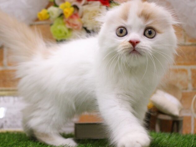 兵庫県のスコティッシュフォールド (ペット・プラザ アミーゴ明石魚住店/2025年7月13日生まれ/男の子/クリームタビーホワイト)の子猫の3枚目の画像