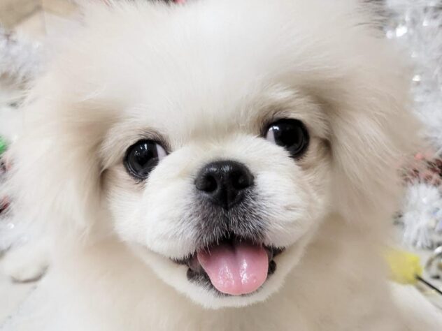 高知県のペキニーズ (ワンキャラット アミーゴ高知店/2025年6月19日生まれ/男の子/パーティーカラー)の子犬の1枚目の画像