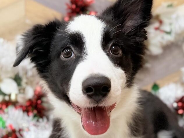 高知県のボーダーコリー (ワンキャラット アミーゴ高知店/2025年7月8日生まれ/男の子/ブラックホワイト)の子犬の1枚目の画像