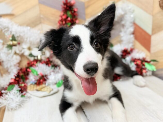 高知県のボーダーコリー (ワンキャラット アミーゴ高知店/2025年7月8日生まれ/男の子/ブラックホワイト)の子犬の2枚目の画像