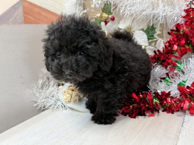 高知県のトイプードル(トイ) (ワンキャラット アミーゴ高知店/2025年9月17日生まれ/男の子/ブラック)の子犬の3枚目の画像