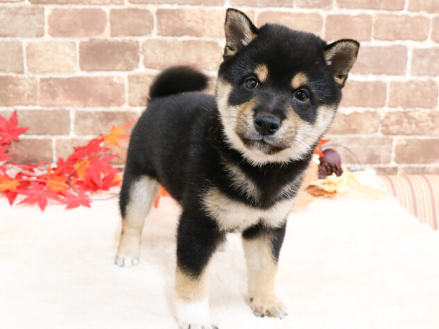 広島県の豆柴 (アミーゴ西条店/2025年9月14日生まれ/男の子/黒)の子犬の2枚目の画像