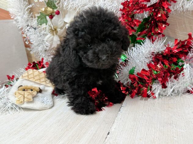 高知県のトイプードル(トイ) (ワンキャラット アミーゴ高知店/2025年9月17日生まれ/男の子/ブラック)の子犬の2枚目の画像