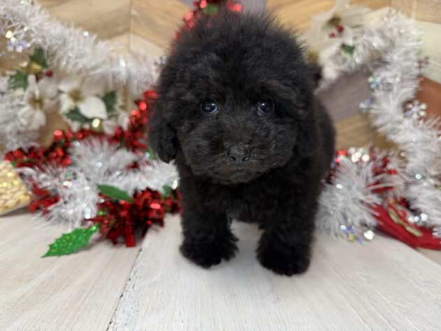 高知県のトイプードル(トイ) (ワンキャラット アミーゴ高知店/2025年9月17日生まれ/男の子/ブラック)の子犬の1枚目の画像