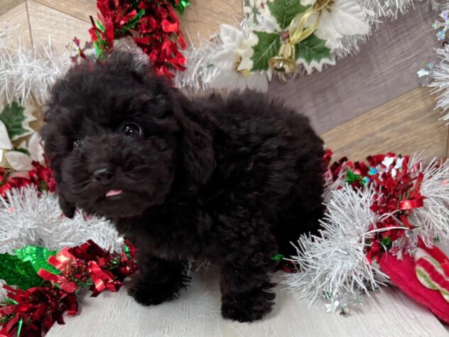 高知県のトイプードル(トイ) (ワンキャラット アミーゴ高知店/2025年9月17日生まれ/男の子/ブラック)の子犬の4枚目の画像