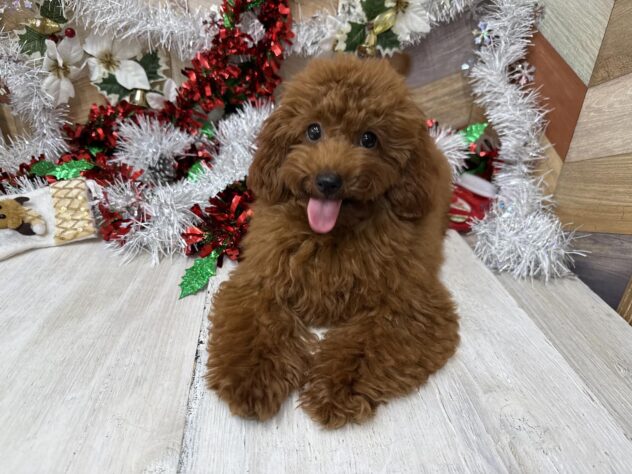 高知県のトイプードル(トイ) (ワンキャラット アミーゴ高知店/2025年5月22日生まれ/女の子/レッドフォーン)の子犬の2枚目の画像