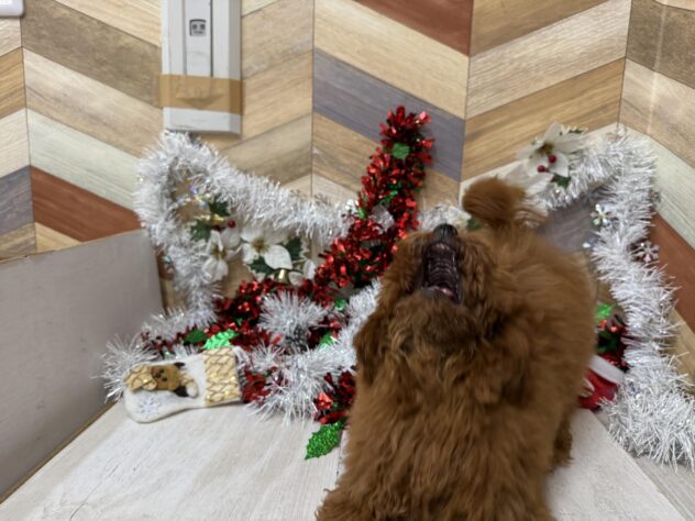 高知県のトイプードル(トイ) (ワンキャラット アミーゴ高知店/2025年5月22日生まれ/女の子/レッドフォーン)の子犬の3枚目の画像