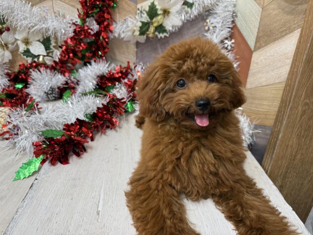高知県のトイプードル(トイ) (ワンキャラット アミーゴ高知店/2025年5月22日生まれ/女の子/レッドフォーン)の子犬の4枚目の画像