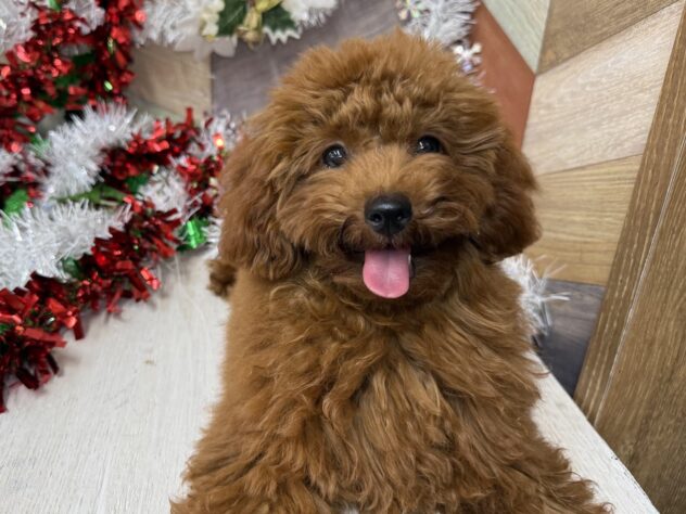 高知県のトイプードル(トイ) (ワンキャラット アミーゴ高知店/2025年5月22日生まれ/女の子/レッドフォーン)の子犬の1枚目の画像