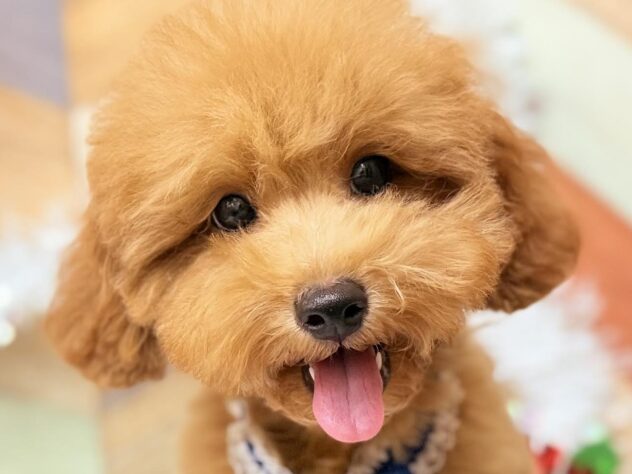 高知県のトイプードル(トイ) (ワンキャラット アミーゴ高知店/2025年7月13日生まれ/男の子/レッド)の子犬の1枚目の画像