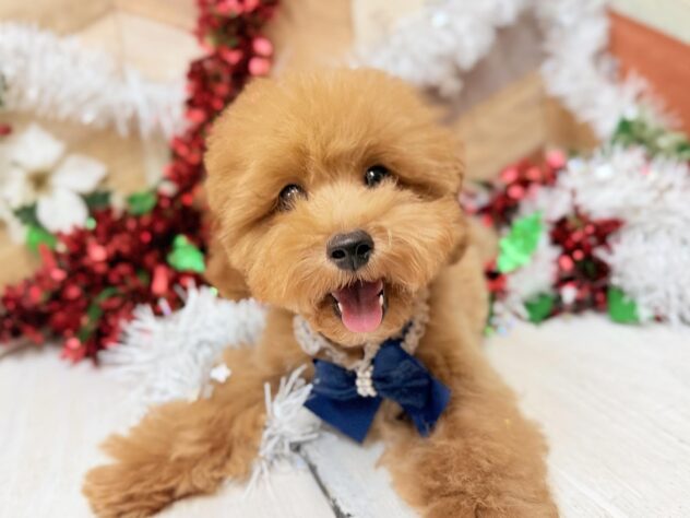 高知県のトイプードル(トイ) (ワンキャラット アミーゴ高知店/2025年7月13日生まれ/男の子/レッド)の子犬の4枚目の画像