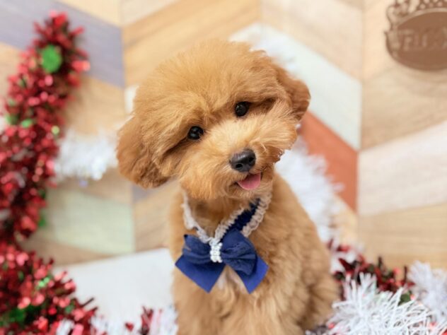 高知県のトイプードル(トイ) (ワンキャラット アミーゴ高知店/2025年7月13日生まれ/男の子/レッド)の子犬の3枚目の画像