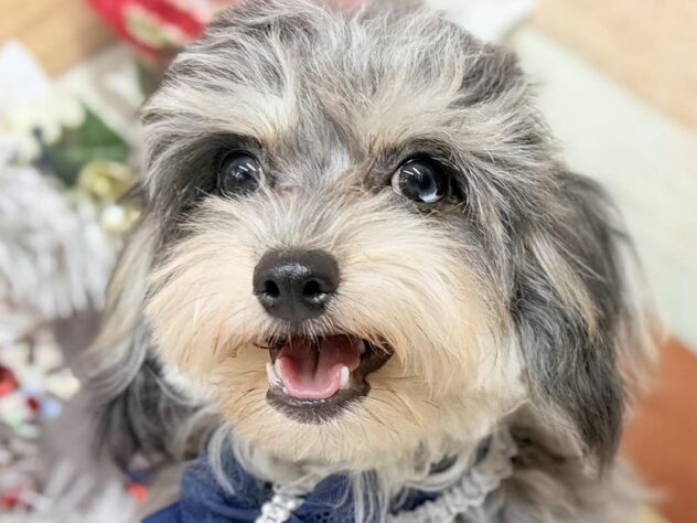 高知県のハーフ犬・ミックス犬 (ワンキャラット アミーゴ高知店/2025年3月25日生まれ/男の子/ブルーマール)の子犬