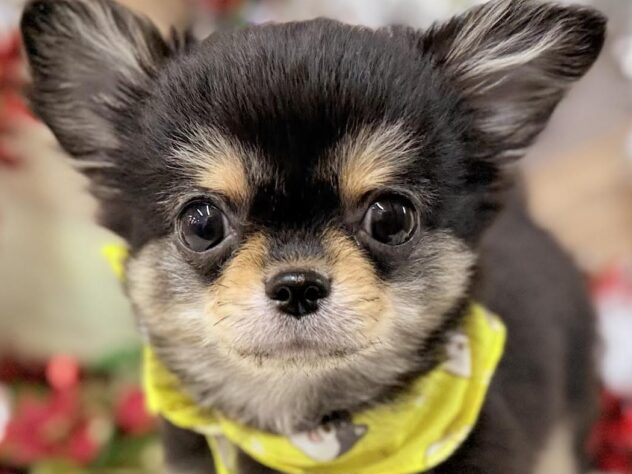 高知県のチワワ(ロング) (ワンキャラット アミーゴ高知店/2025年8月7日生まれ/男の子/ブラッククリームホワイト)の子犬の1枚目の画像