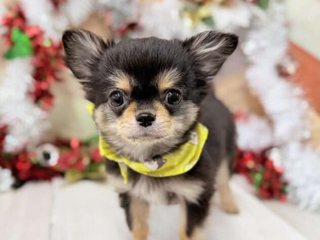 高知県のチワワ(ロング) (ワンキャラット アミーゴ高知店/2025年8月7日生まれ/男の子/ブラッククリームホワイト)の子犬の2枚目の画像