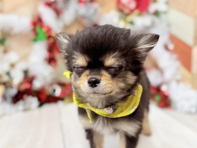 高知県のチワワ(ロング) (ワンキャラット アミーゴ高知店/2025年8月7日生まれ/男の子/ブラッククリームホワイト)の子犬の3枚目の画像