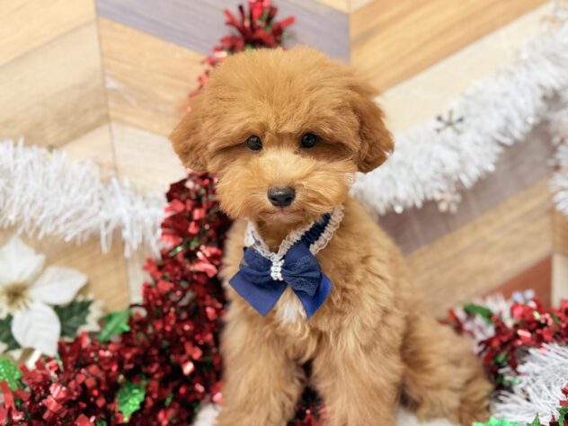 高知県のトイプードル(トイ) (ワンキャラット アミーゴ高知店/2025年7月13日生まれ/男の子/レッド)の子犬の2枚目の画像