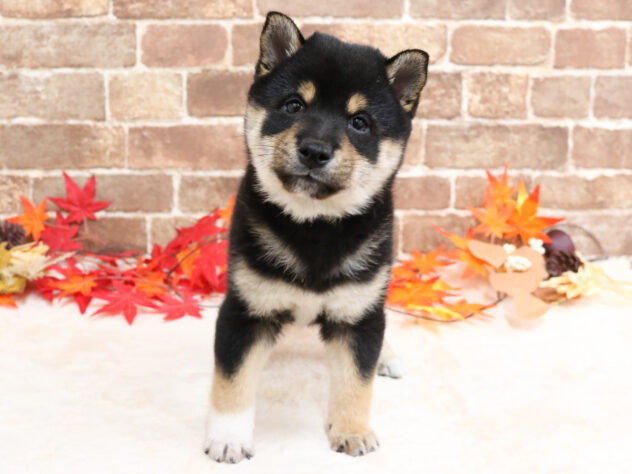 広島県の豆柴 (アミーゴ西条店/2025年9月14日生まれ/男の子/黒)の子犬の1枚目の画像