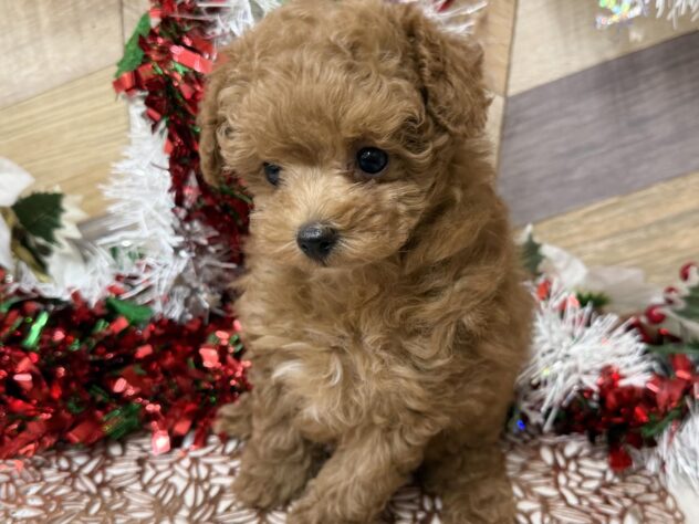 高知県のトイプードル(トイ) (ワンキャラット アミーゴ高知店/2025年9月19日生まれ/女の子/レッド)の子犬の2枚目の画像