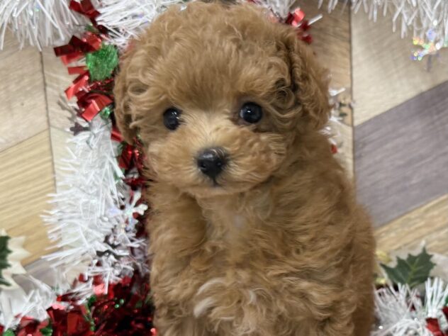 高知県のトイプードル(トイ) (ワンキャラット アミーゴ高知店/2025年9月19日生まれ/女の子/レッド)の子犬の1枚目の画像