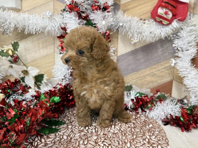 高知県のトイプードル(トイ) (ワンキャラット アミーゴ高知店/2025年9月19日生まれ/女の子/レッド)の子犬の3枚目の画像