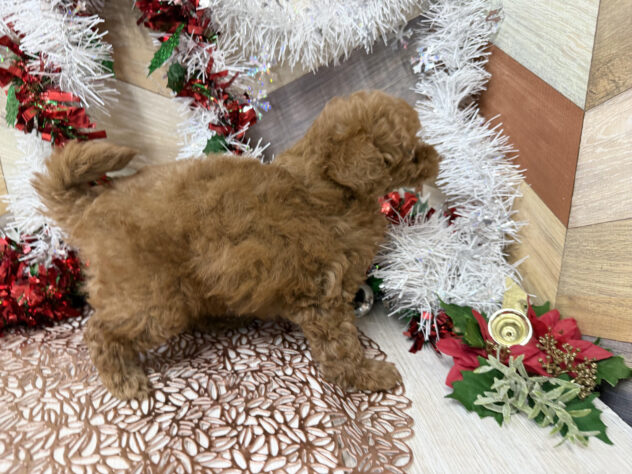 高知県のトイプードル(トイ) (ワンキャラット アミーゴ高知店/2025年9月19日生まれ/女の子/レッド)の子犬の4枚目の画像