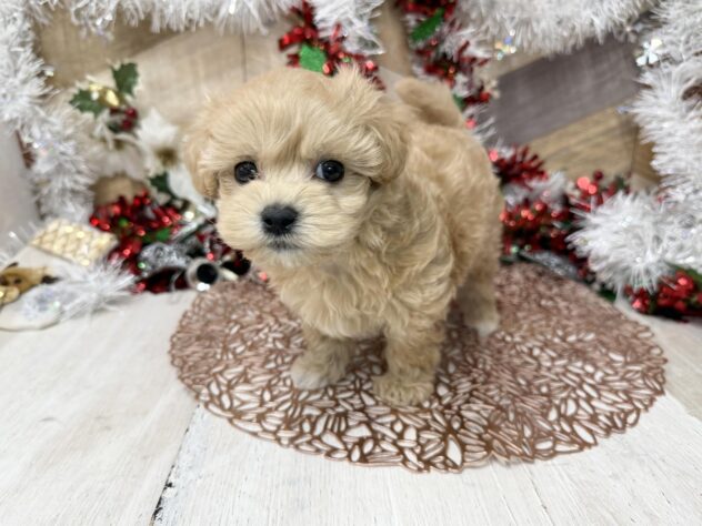 高知県のハーフ犬・ミックス犬 (ワンキャラット アミーゴ高知店/2025年9月20日生まれ/男の子/アプリコット)の子犬の2枚目の画像