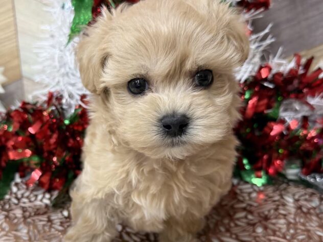 高知県のハーフ犬・ミックス犬 (ワンキャラット アミーゴ高知店/2025年9月20日生まれ/男の子/アプリコット)の子犬の1枚目の画像
