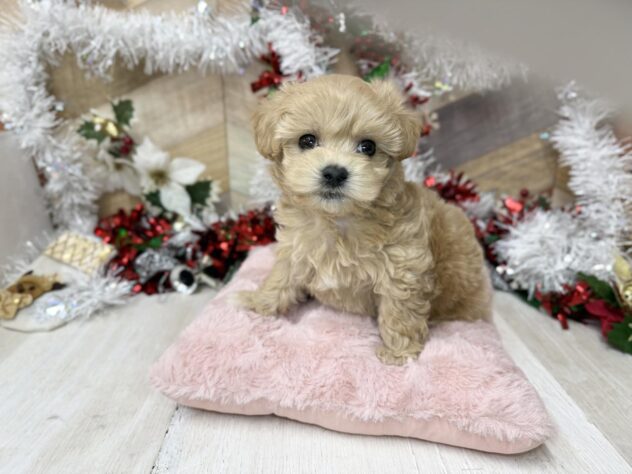 高知県のハーフ犬・ミックス犬 (ワンキャラット アミーゴ高知店/2025年9月20日生まれ/男の子/アプリコット)の子犬の3枚目の画像