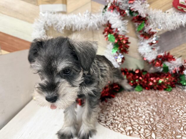 高知県のミニチュアシュナウザー (ワンキャラット アミーゴ高知店/2025年9月19日生まれ/女の子/ソルトペッパー)の子犬の4枚目の画像