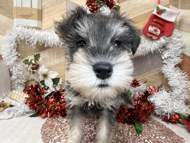 高知県のミニチュアシュナウザー (ワンキャラット アミーゴ高知店/2025年9月19日生まれ/女の子/ソルトペッパー)の子犬の3枚目の画像