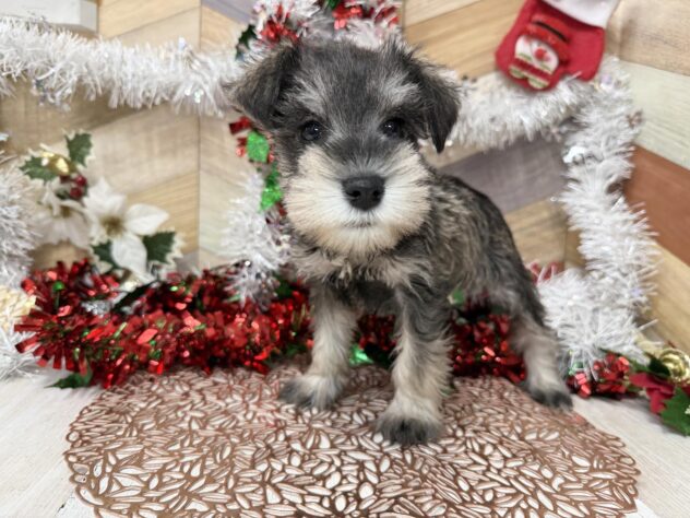 高知県のミニチュアシュナウザー (ワンキャラット アミーゴ高知店/2025年9月19日生まれ/女の子/ソルトペッパー)の子犬の2枚目の画像