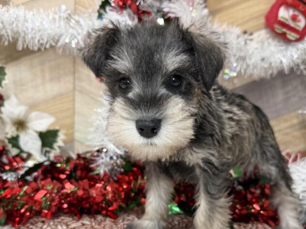 高知県のミニチュアシュナウザー (ワンキャラット アミーゴ高知店/2025年9月19日生まれ/女の子/ソルトペッパー)の子犬の1枚目の画像