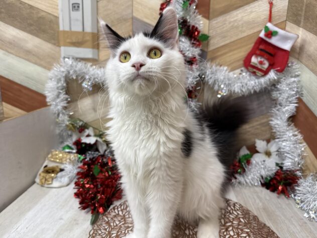 高知県のメインクーン (ワンキャラット アミーゴ高知店/2025年5月3日生まれ/女の子/ブラックホワイト)の子猫の3枚目の画像