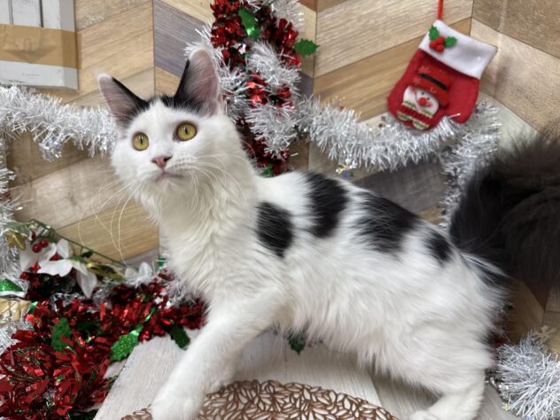 高知県のメインクーン (ワンキャラット アミーゴ高知店/2025年5月3日生まれ/女の子/ブラックホワイト)の子猫の4枚目の画像