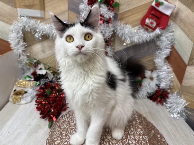 高知県のメインクーン (ワンキャラット アミーゴ高知店/2025年5月3日生まれ/女の子/ブラックホワイト)の子猫の1枚目の画像