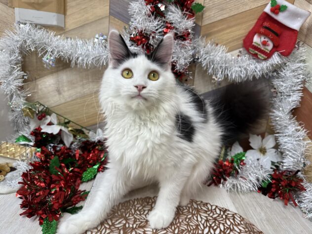 高知県のメインクーン (ワンキャラット アミーゴ高知店/2025年5月3日生まれ/女の子/ブラックホワイト)の子猫の2枚目の画像