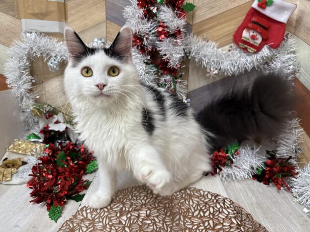 高知県のメインクーン (ワンキャラット アミーゴ高知店/2025年5月3日生まれ/女の子/ブラックホワイト)の子猫の4枚目の画像