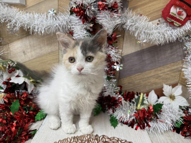 高知県のセルカークレックス (ワンキャラット アミーゴ高知店/2025年8月24日生まれ/女の子/ダイリュートキャリコ)の子猫の4枚目の画像