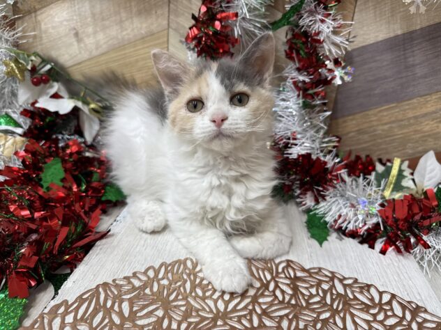 高知県のセルカークレックス (ワンキャラット アミーゴ高知店/2025年8月24日生まれ/女の子/ダイリュートキャリコ)の子猫の2枚目の画像