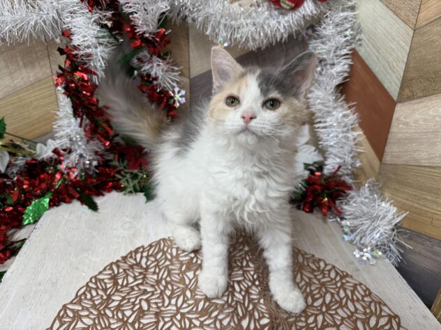 高知県のセルカークレックス (ワンキャラット アミーゴ高知店/2025年8月24日生まれ/女の子/ダイリュートキャリコ)の子猫の3枚目の画像