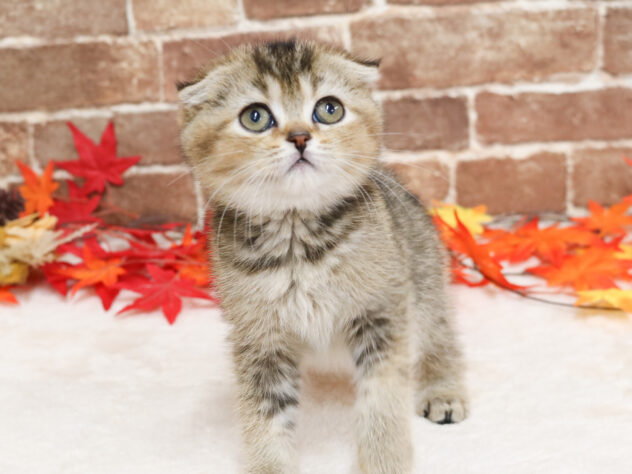 広島県のスコティッシュフォールド (アミーゴ西条店/2025年9月18日生まれ/女の子/ブラウンティックドタビー)の子猫の2枚目の画像