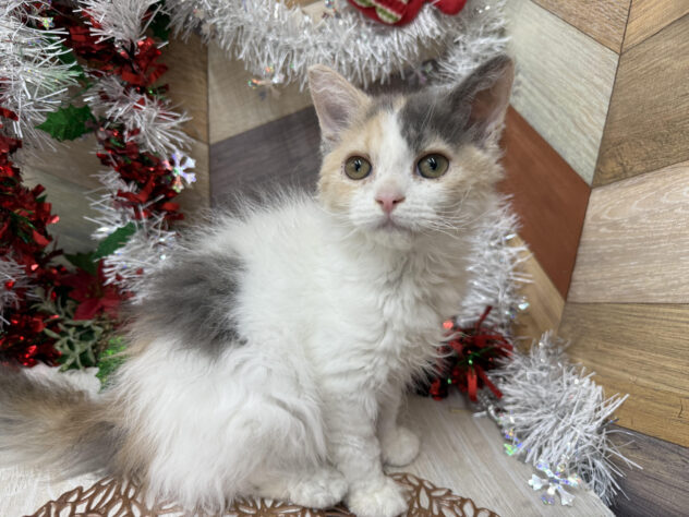 高知県のセルカークレックス (ワンキャラット アミーゴ高知店/2025年8月24日生まれ/女の子/ダイリュートキャリコ)の子猫の1枚目の画像
