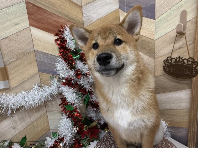 高知県の柴犬(標準サイズ) (ワンキャラット アミーゴ高知店/2025年6月25日生まれ/男の子/赤)の子犬の1枚目の画像