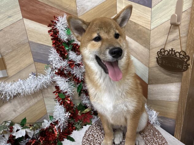 高知県の柴犬(標準サイズ) (ワンキャラット アミーゴ高知店/2025年6月25日生まれ/男の子/赤)の子犬の2枚目の画像