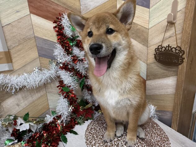 高知県の柴犬(標準サイズ) (ワンキャラット アミーゴ高知店/2025年6月25日生まれ/男の子/赤)の子犬の3枚目の画像