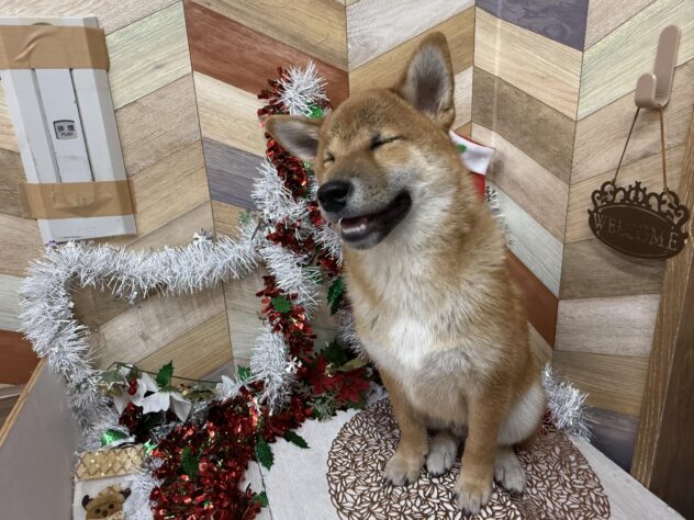 高知県の柴犬(標準サイズ) (ワンキャラット アミーゴ高知店/2025年6月25日生まれ/男の子/赤)の子犬の4枚目の画像