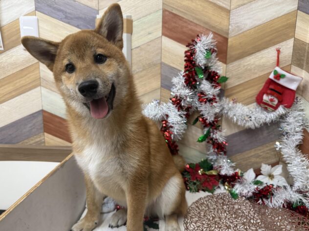 高知県の柴犬(標準サイズ) (ワンキャラット アミーゴ高知店/2025年6月25日生まれ/男の子/赤)の子犬の4枚目の画像