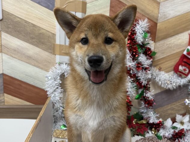 高知県の柴犬(標準サイズ) (ワンキャラット アミーゴ高知店/2025年6月25日生まれ/男の子/赤)の子犬の1枚目の画像